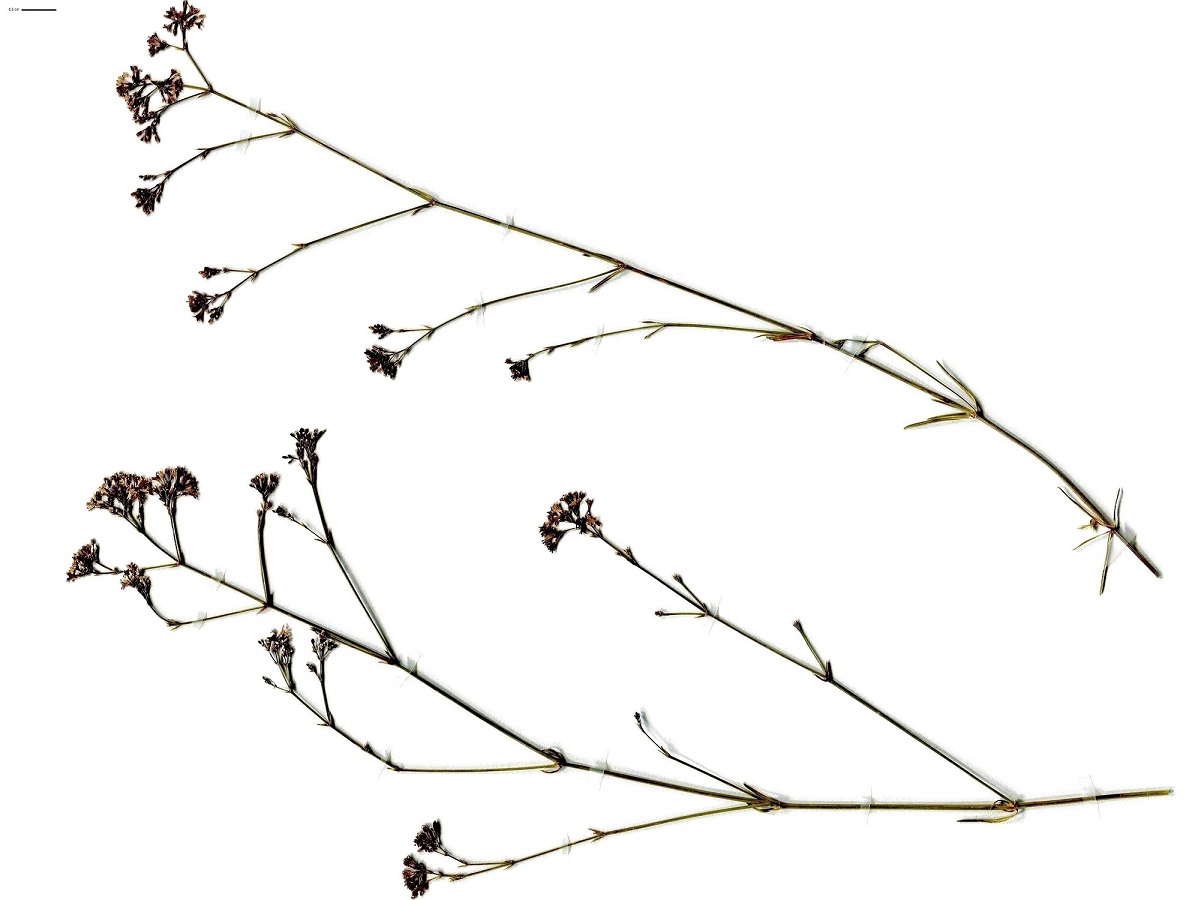 Asperula cynanchica (Rubiaceae)
